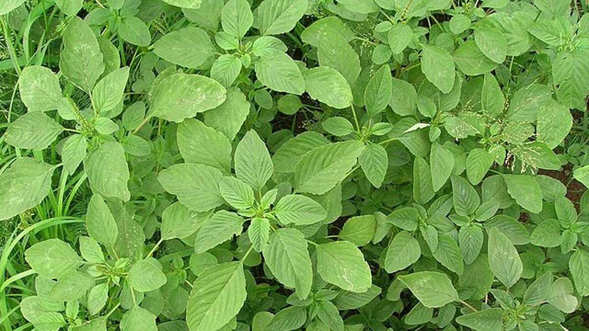 8 Manfaat Bayam Duri untuk Kesehatan yang Jarang Diketahui, Simak Cara Mengolahnya