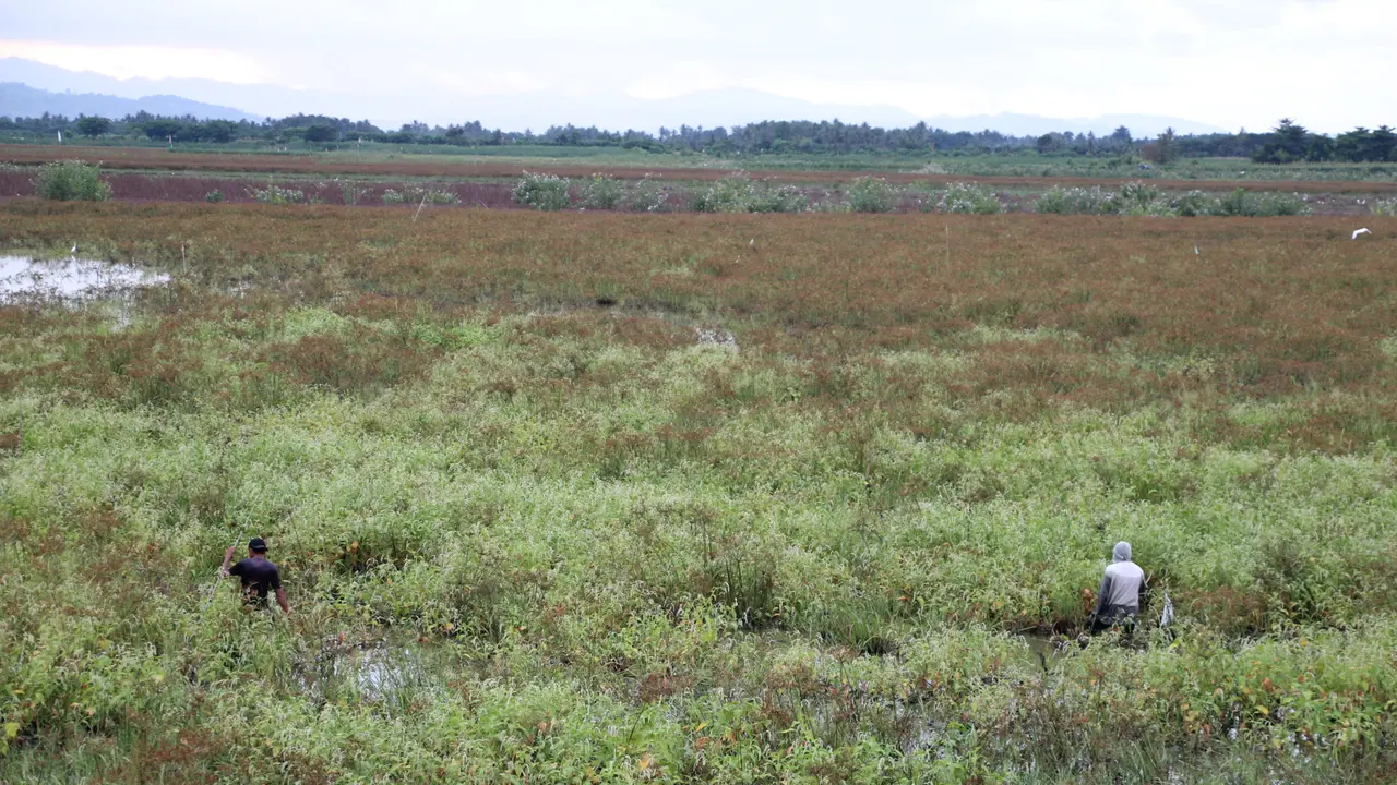 Danau Limboto perlahan menjadi Daratan