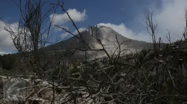 Kondisi sebuah perkebunan akibat luncuran awan panas Gunung Sinabung pada April 2015 di Desa Sibintun, Karo, Sumatera Utara, Minggu (5/7). Akibat letusan Sinabung, desa tersebut sudah tak lagi berbentuk. (Liputan6.com/Johan Tallo)