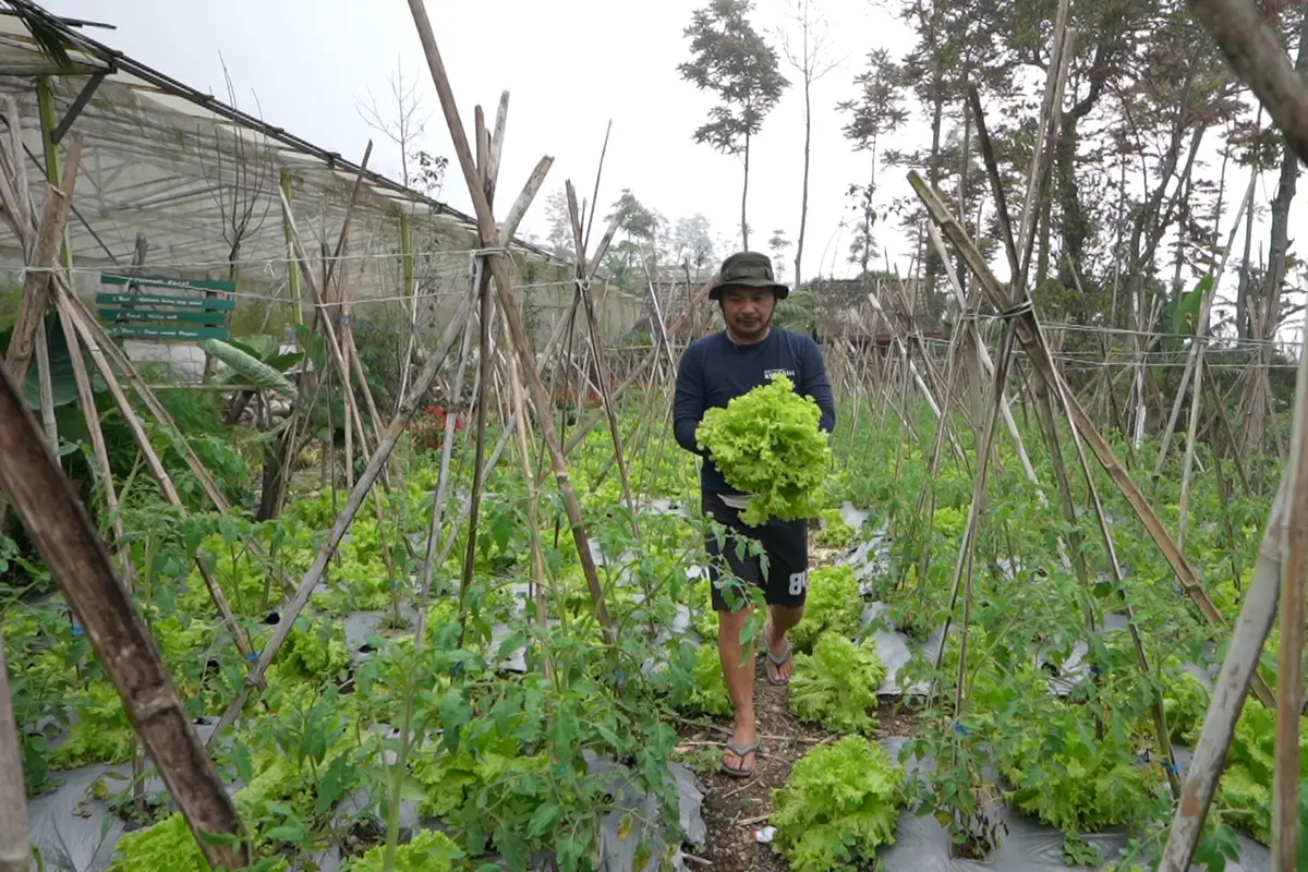 Kebun di Dukuh Pasah, Desa Senden, Kecamatan Selo, Boyolali.