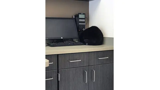 Kucing sembunyi (Sumber: Boredpanda)