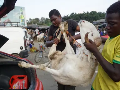 Seorang pria memasukkan domba, untuk perayaan Idul Adha, ke dalam mobil di sebuah pasar kawasan Abidjan, Pantai Gading, Jumat (17/8). Umat Islam di seluruh dunia akan merayakan Hari Raya Idul Adha yang identik dengan tradisi berkurban. (AFP/ISSOUF SANOGO)