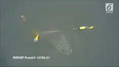 Seekor ikan paus Humpback terjerat tali pancing yang menarik ikan paus ini ke dasar laut dan membuatnya kesulitan bernapas.