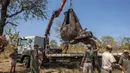 Seokar gajah diangkat menggunakan alat berat saat akan dipindahkan di Majete Game Reserve, Malawi selatan (14/7). Sekitar 500 gajah dipindahkan dari Majete Game Reserve ke Nkhotakota di wilayah tengah. (AFP Photo/Amos Gumulira)