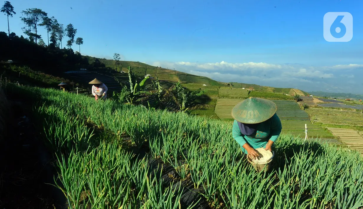 Banyak petani yang menyampaikan susahnya mendapatkan pupuk bersubsidi. (merdeka.com/Arie Basuki)