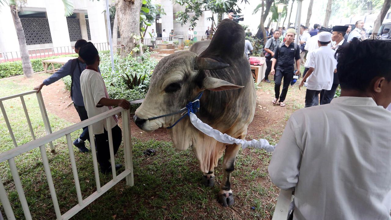 Wapres Serahkan Sapi Kurban Seberat 1,3 Ton di Istiqlal