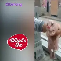 Aneh tapi nyata, seekor anak babi mutan terlahir dengan daging seperti penis di keningnya.