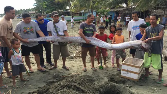 Warga Anggap Oarfish Utusan Dewa, Kemunculannya Pertanda Gempa