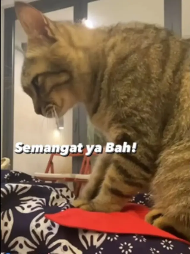 Anies Baswedan Daftar ke KPU sebagai Capres, Lucunya Kucing Peliharaan Ikut Beri Semangat