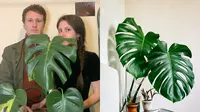 Dikira Berpenyakit, Pasangan Kekasih Ini Beli Monstera Langka dengan Harga Murah (Sumber: The Sun, Pexels)