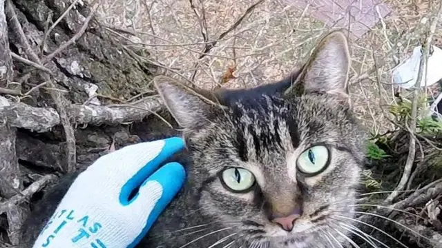 Mulia, Pria Ini Mendedikasikan Hidupnya Untuk Menyelamatkan Kucing
