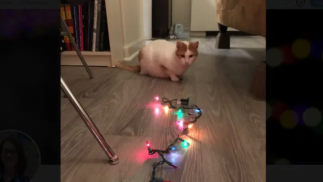 Ini Cara Kocak Jauhkan Kucing Dari Pohon Natal