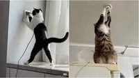 6 Potret Kucing Jadi Tukang Listrik Bantu Manusia, Etos Kerja Luar Biasa