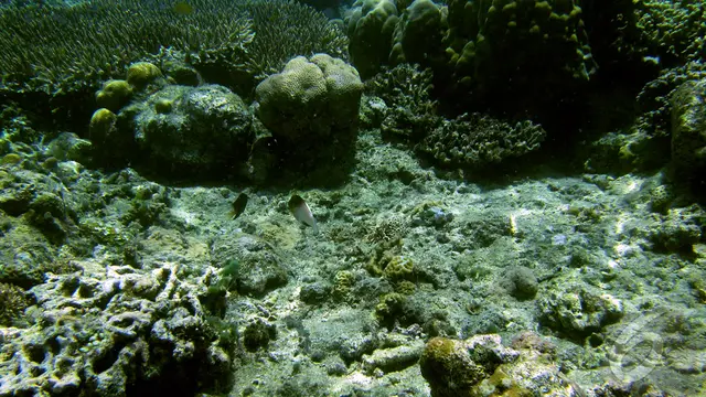 Bunaken, Keindahannya Bikin Kamu Mau Balik Lagi