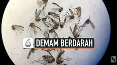 demam berdarah