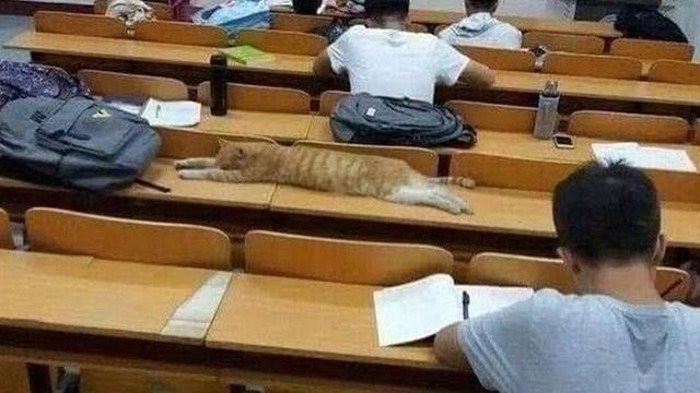 Potret 7 Kucing Rebahan Ini Bikin Geleng Kepala