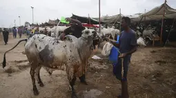 Pedagang  mencuci sapi di pasar ternak menjelang perayaan Idul Adha di kota pelabuhan Karachi, Pakistan (1/7/2022). Idul Adha merupakan salah satu hari raya umat Islam di dunia yang identik dengan penyembelihan hewan kurban bagi yang mampu. (AFP/Asif Hassan)