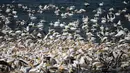 Sekumpulan pelikan yang mendarat untuk makan di waduk Mishmar HaSharon sebelum bermigrasi ke Afrika, Israel, Kamis (13/10). Mereka hidup umumnya di wilayah hangat, dan mereka tidak dijumpai di wilayah kutub. (AP Photo/Ariel Schalit)