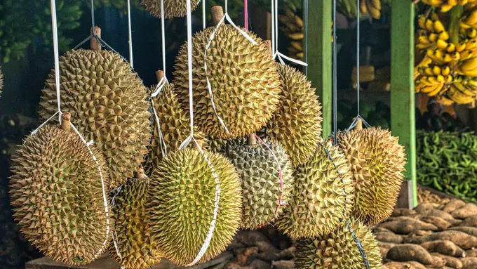 durian-kezo