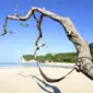 Pantai Tarimbang (shutterstock.com)