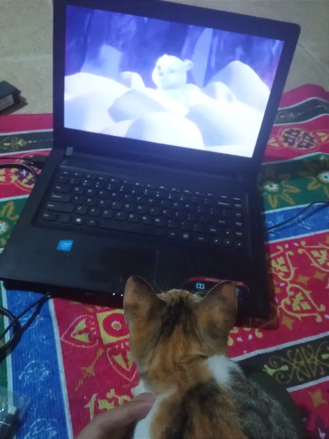 Kucing menonton televisi