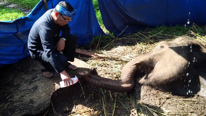 Gajah Yani Sekarat