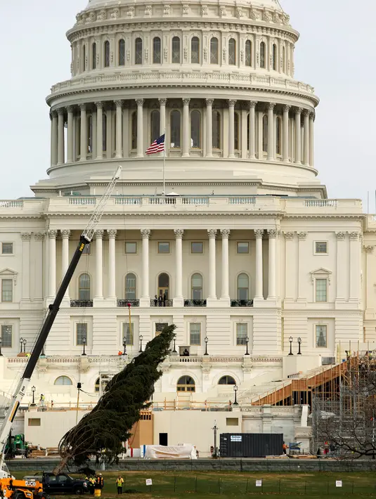 Pohon natal setinggi delapan puluh kaki diangkat dengan menggunakan alat berat di halaman sebelah barat Gedung Capitol US di Washington, AS (28/11). Pemasangan pohon ini dalam rangka persiapan untuk menyambut perayaan Natal. (Reuters/Gary Cameron)
