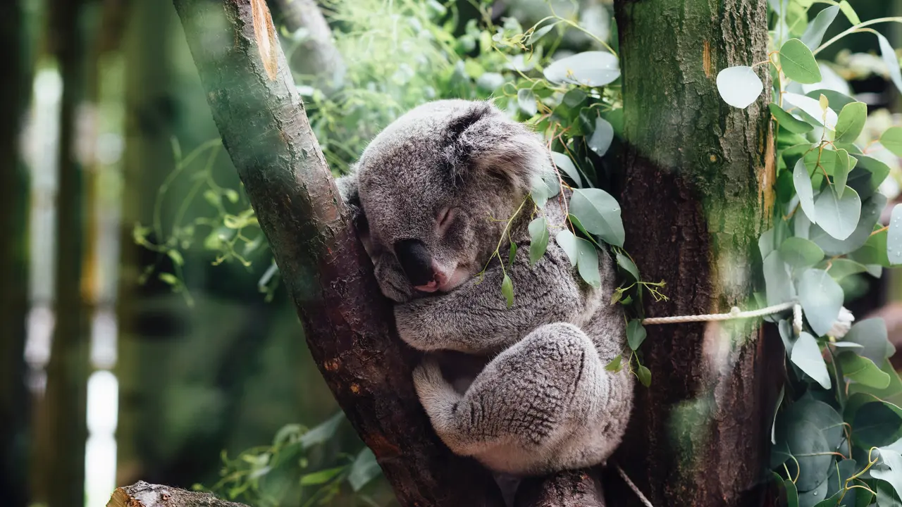 Australia Nyatakan Koala Sebagai Satwa Terancam Punah