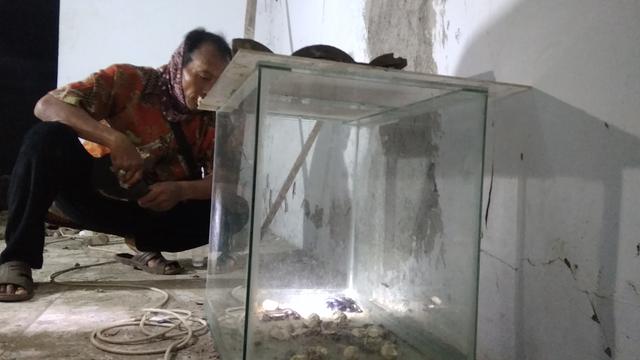 Anakan ular king kobra di perumahan Bekasi yang berhasil dievakuasi warga