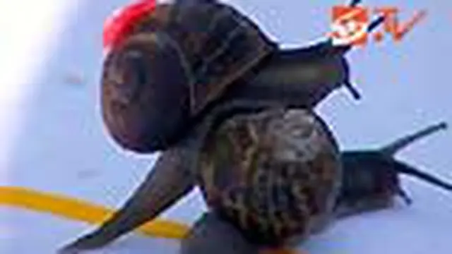 Apa jadinya kalau hewan siput saling beradu kecepatan? Perlombaan unik inilah yang digelar di Desa Congham, Inggris, belum lama ini. 