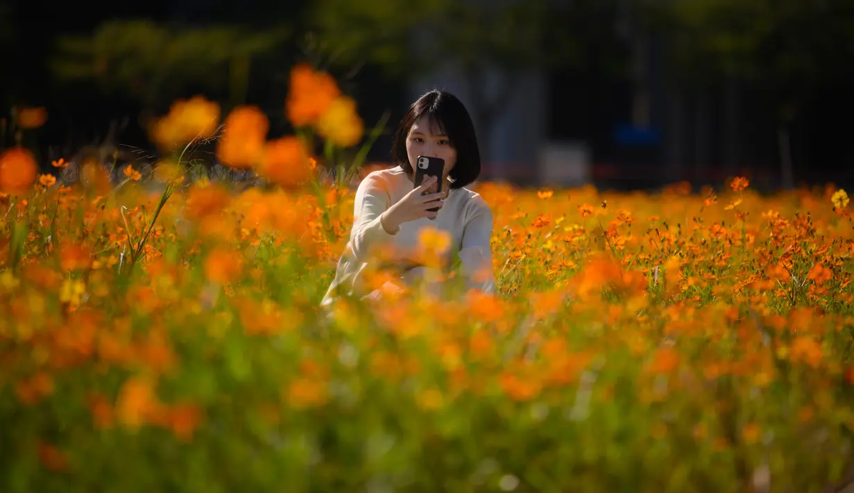 Seorang perempuan berpose di antara hamparan bunga cosmos yang tumbuh di area parkir mobil di Goyang, sebelah barat Seoul pada 22 September 2020. (Photo by Ed JONES / AFP)