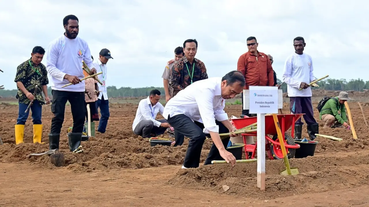 Presiden Joko Widodo (Jokowi) melakukan penanaman tebu perdana di PT Global Papua Abadi, Kampung Sermayam, Distrik Tanah Miring, Kabupaten Merauke, Papua Selatan, Selasa, 23 Juli 2024. (Foto: Muchlis Jr - Biro Pers Sekretariat Presiden)
