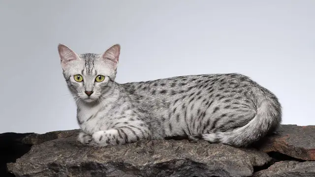 Kucing Egyptian Mau