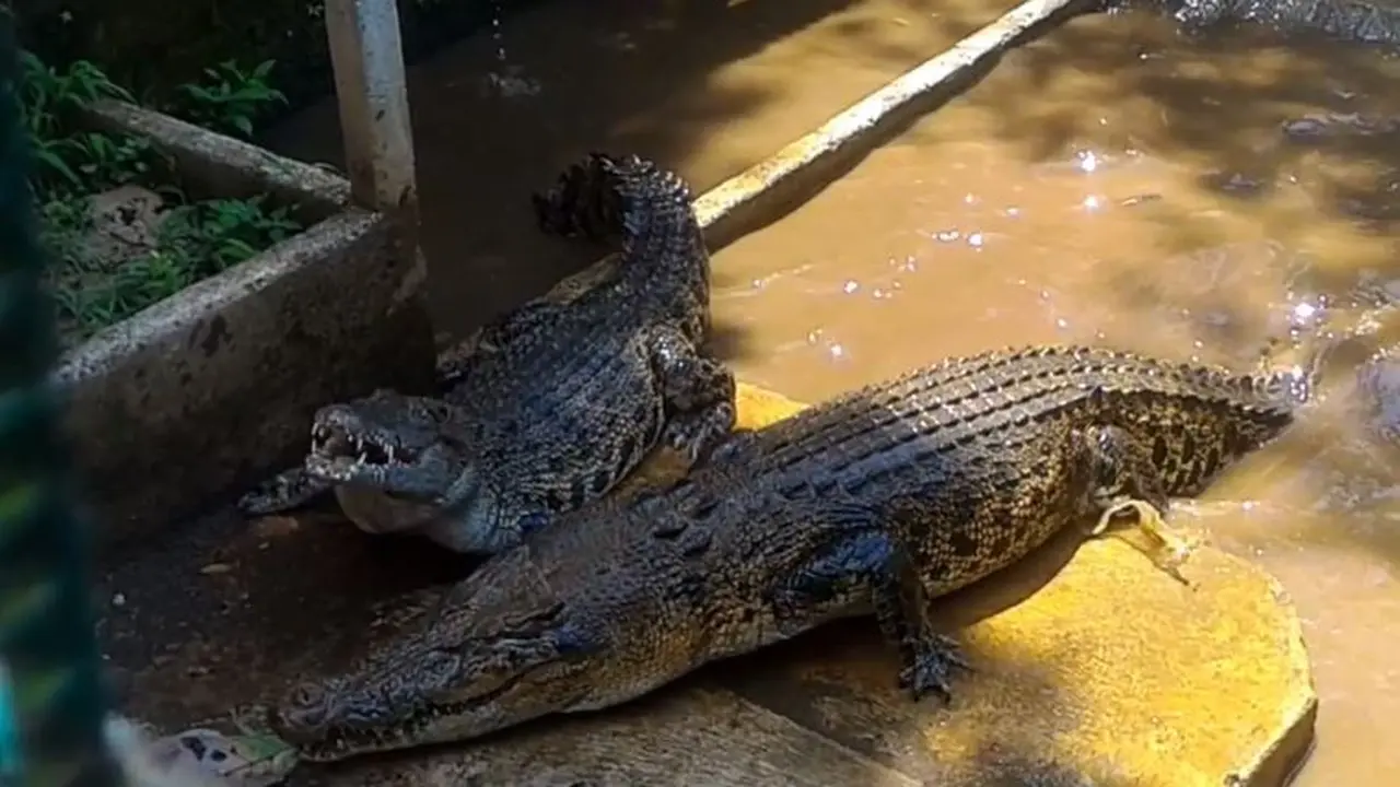 Buaya Muara di Penangkaran Dawuhan Kulon, Kedungbanteng, Banyumas. (Foto: Liputan6.com/Muhamad Ridlo)