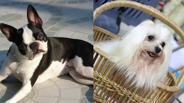 Boston Terrier dan Maltese