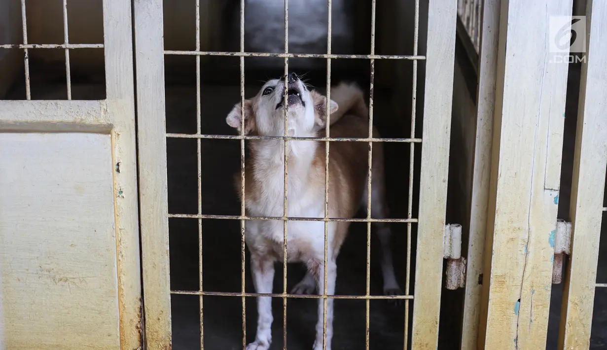 Seekor anjing dalam kandang yang siap diadopsi di Pondok Pengayom Satwa Jakarta, Senin (8/4). Pemilik harus membayar sekitar Rp 300 ribu untuk jasa kremasi hewan peliharaan yang beratnya 5 kilogram. (Liputan6.com/Fery Pradolo)
