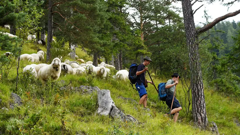 500 Domba Gunung Turun ke Jalan Jadi Tontonan Turis
