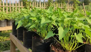 Cara Merawat Kangkung di Polybag agar Tumbuh Lebat dan Bisa Dipanen Berkali-kali