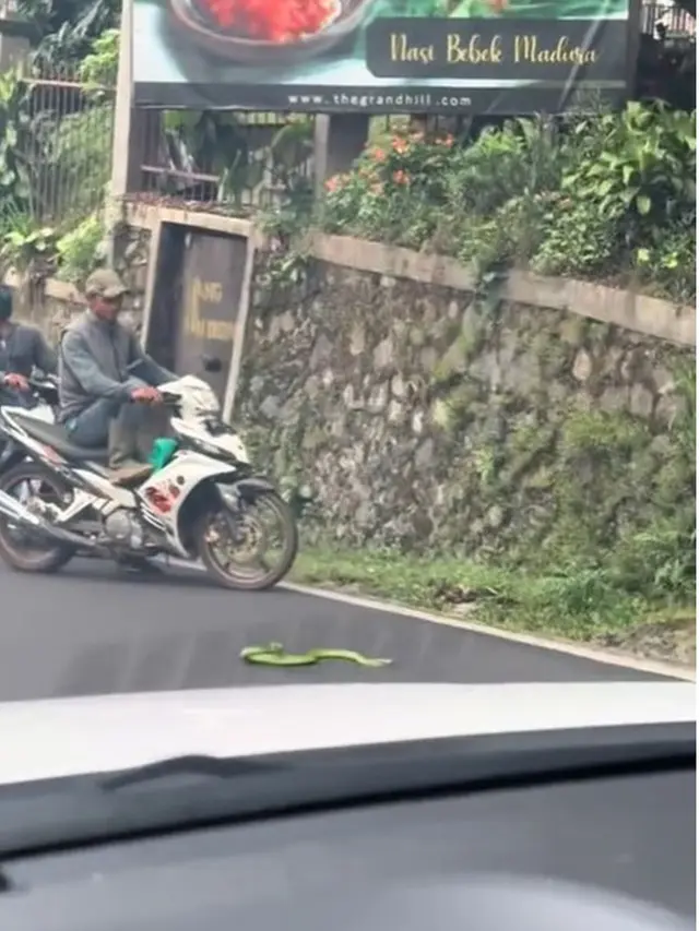 Viral Ular Hijau Bikin Macet Jalan, Pengendara Motor Takut Mau Lewat
