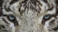 Ilustrasi Macan Putih. Foto (Pixabay.com)