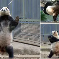 Tokoh Po dalam film Kung Fu Panda benar-benar ada? Panda di Jepang ini tertangkap kamera sedang melakukan gerakan bela diri. 