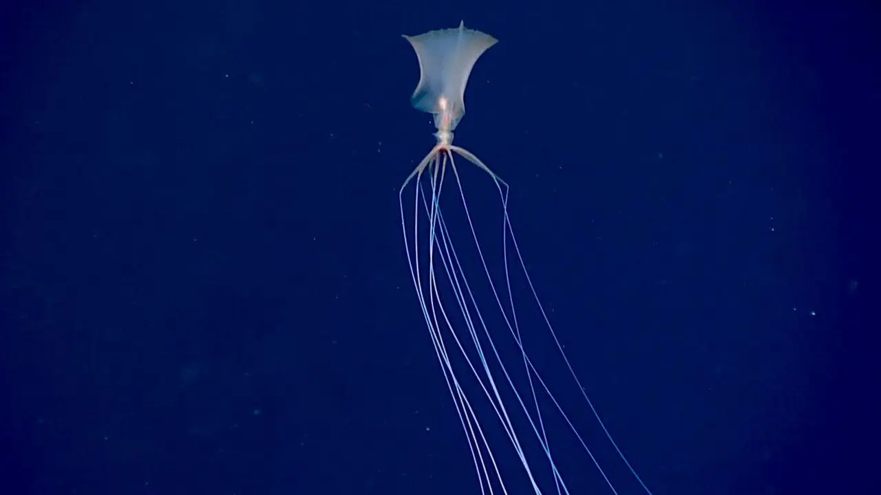 Cumi-cumi Raksasa Langka Terekam di Laut Meksiko (Sumber: NOAA)