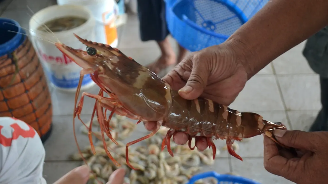 Udang tiger atau lobster tiger berharga murah. (Foto: Liputan6.com/Muhamad Ridlo)