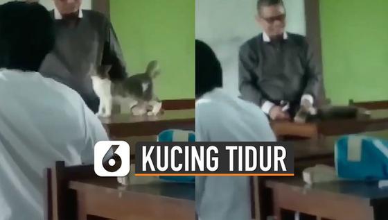 VIDEO: Gemes, Kucing Tidur di Meja Guru Saat Pelajaran