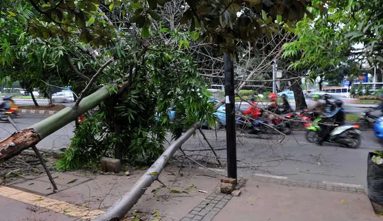 Akibat angin kencang yang terjadi Rabu (19/03/14), dua buah pohon tumbang di Jalan Jenderal Sudirman, Jakarta (Liputan6.com/Johan Tallo)