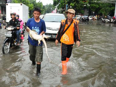 Petugas Dinas Kebersihan DKI menangkap seekor biawak yang terbawa banjir di kawasan Kemang, Jakarta Selatan, akibat luapan air Kali Krukut, Selasa (4/10). Biawak sepanjang 2 meter muncul dari saluran air. (Liputan6.com/Gempur M Surya)