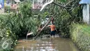 Petugas UPK Badan Air bersihkan pohon tumbang di sepanjang saluran air Tanah Baru, Jakarta, Jumat (2/9). Tumbangnya sejumlah pohon dikarenakan hujan yang disertai angin kemarin malam. (Liputan6.com/Yoppy Renato)