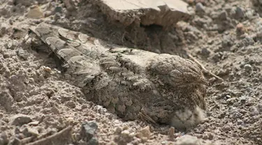 Nama burung ini Nightjar Mesir (Caprimulgus aegyptius), yang berasal dari Asia barat daya dan Afrika utara. Warna bulunya yang sama persis dengan lingkungannya membuat dirinya bisa santai berjemur. (boredpanda.com)