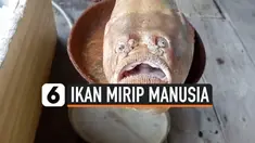 UNIKNYA IKAN DENGAN MATA DAN MULUT MIRIP MANUSIA