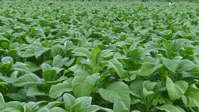 Daun tembakau